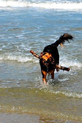 Ostseeurlaub mit Hund