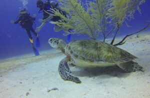 Schildkröte Rundreise Mexiko